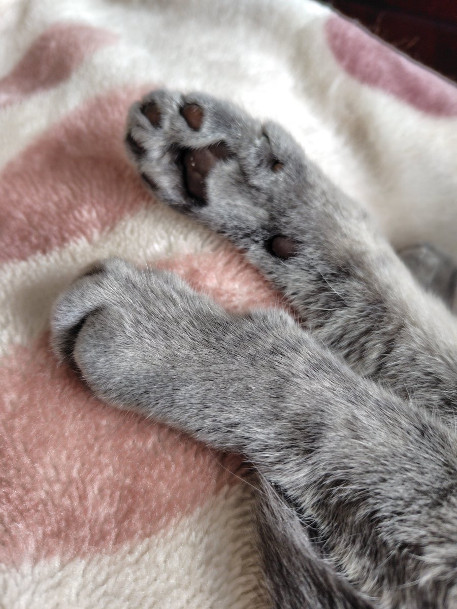 Iga_waRui's tweet photo. 兄猫2匹から毛繕いしてもらってるからツヤツヤキャット https://t.co/EAEt0eblX4