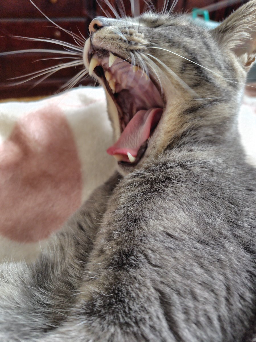 Iga_waRui's tweet photo. 兄猫2匹から毛繕いしてもらってるからツヤツヤキャット https://t.co/EAEt0eblX4