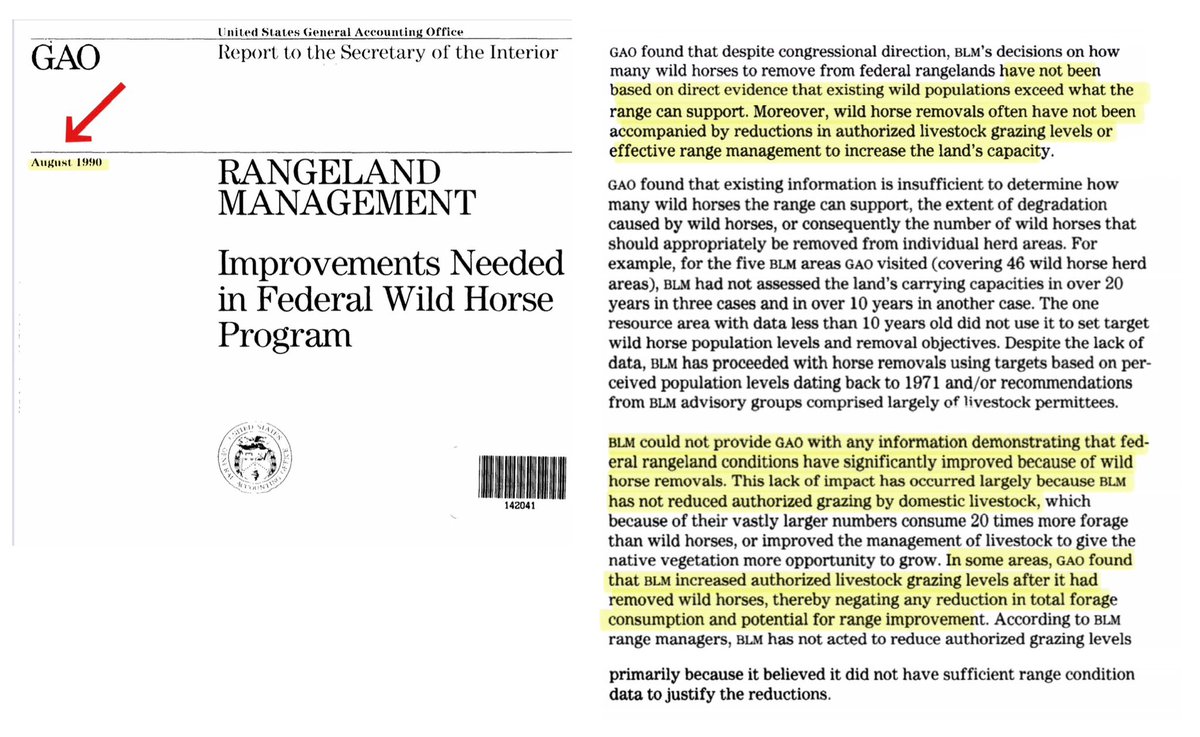 Blueequus775's tweet photo. In 1990, GAO said BLM had no direct evidence to justify #wildhorse roundups &amp; that the range didn’t improve after removals b/c BLM not only didn’t ⬇️livestock #s but sometimes ⬆️them. 36 years later, more roundups &amp; more cows. Enough of this dereliction of duty. #Investigate https://t.co/Yz9mtsndiU
