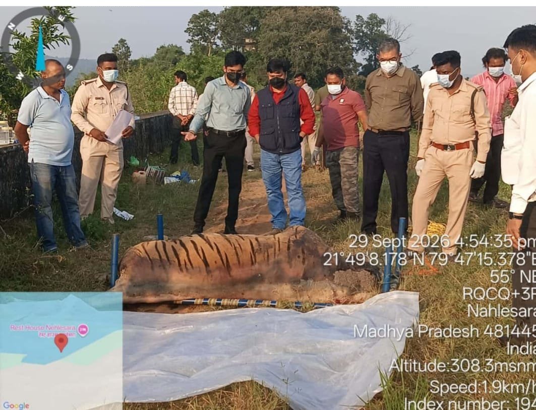 gaurravbhrdwj's tweet photo. The carcass of a 14–15-year-old tiger was found today near a pond in the Katangi range of South Balaghat Territorial Division.
The animal was old, its stomach empty. The left canine was broken and the right one worn. Prima facie, this appears to be an old-age death after a prolonged period of starvation.
Identification is in progress whether it belonged to Pench, Katangi, or Sonewani Conservation Reserve. Stripe matching is being done with Kanha and Pench records. Given the proximity to Seoni, movement from Pench looks more likely.
Info: Katangi SDO Yashpal Mehra.
#tigerdeath #50tigerdeath #wildlifeofmp #territorialforestofsatpura