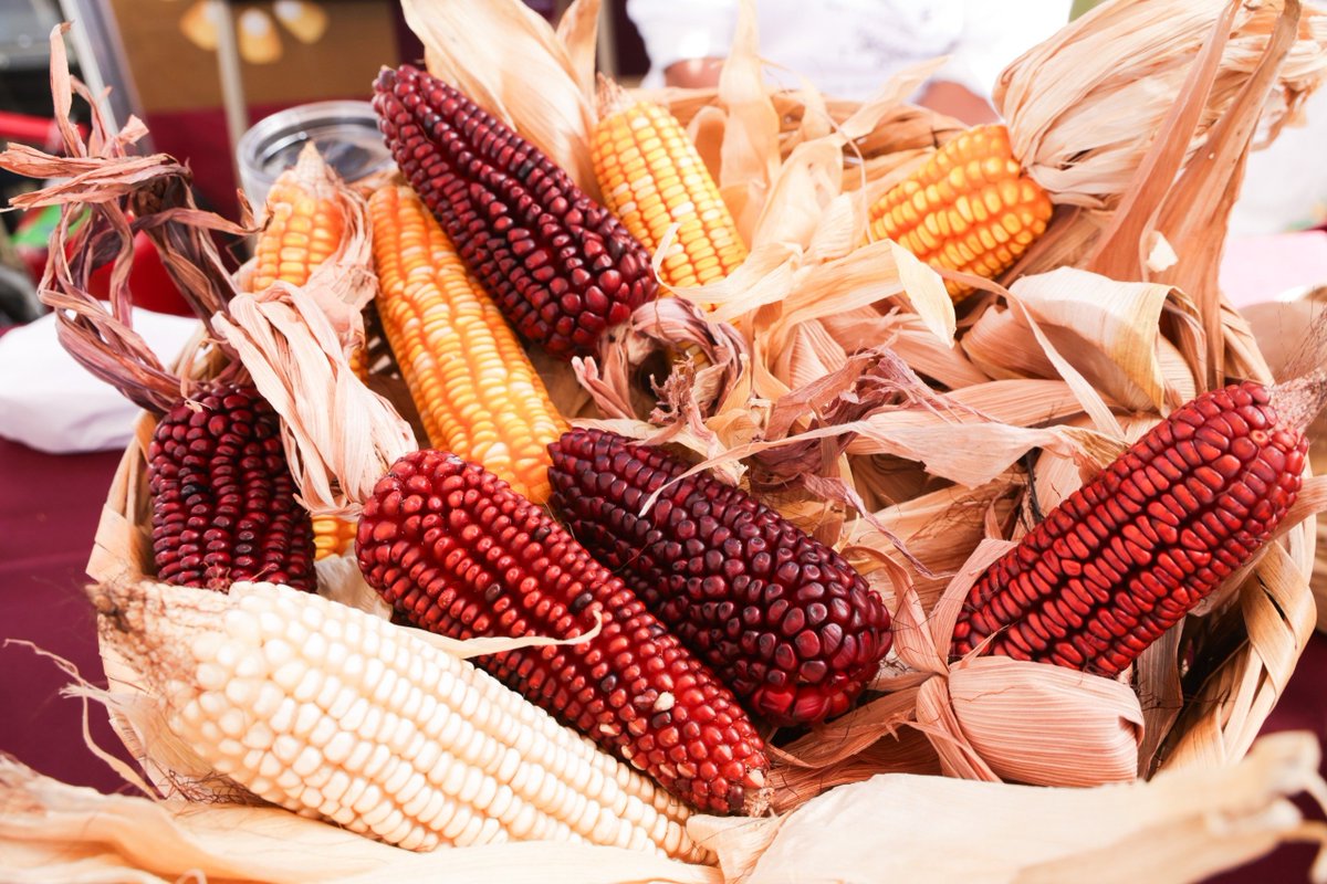 GobCDMX's tweet photo. #DíaNacionalDelMaíz | 🌱 “En una semilla de maíz caben la tierra, la lluvia y los dioses. Caben las manos que la siembran y las que la cosechan.” 🌽

🧑🏻‍🌾 Desde el Gobierno de la Ciudad de México impulsamos programas, apoyos y acciones para proteger el maíz nativo, fortalecer a quienes lo cultivan y contribuir a que llegue a las mesas de los hogares. 🤲🏽🏡 

¡Sin maíz, no hay país! 🌽
