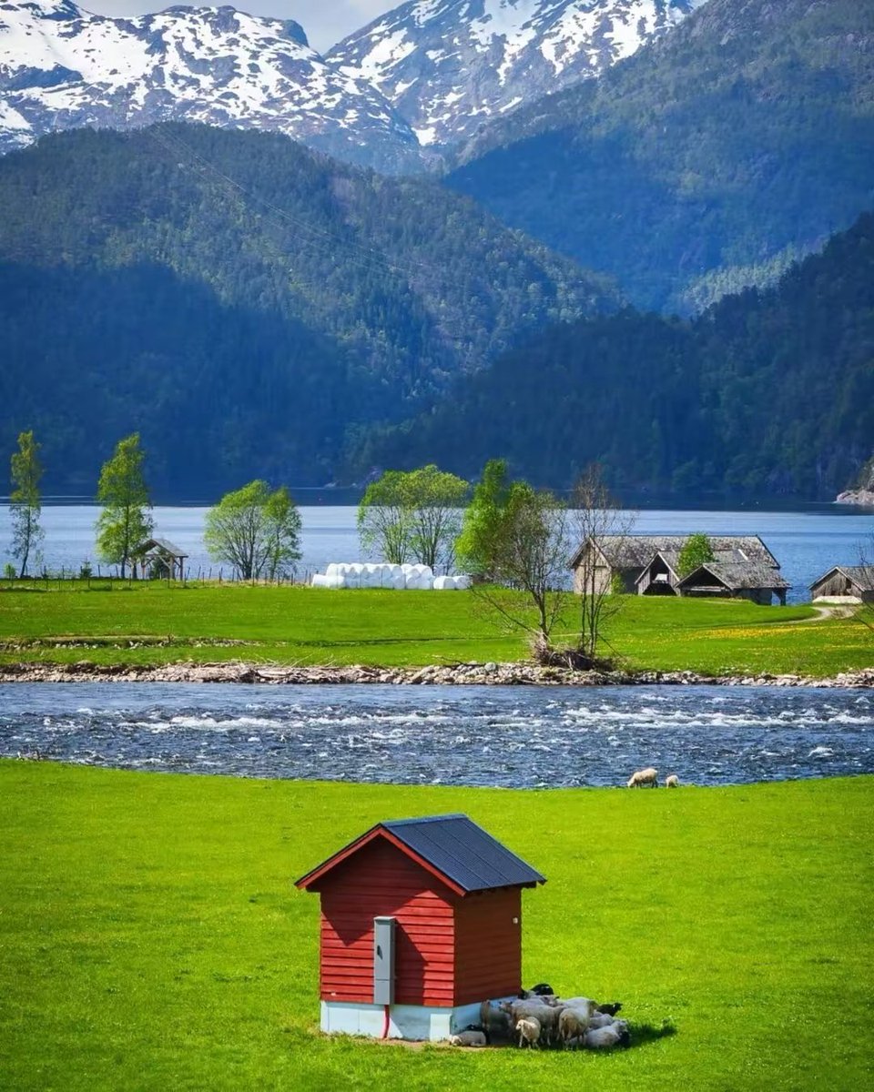 geglm7445's tweet photo. In a cozy farmyard scene, a cute duck, a fluffy alpaca, and a lush field of sprouts look peaceful and warm. https://t.co/SJNos9NquQ