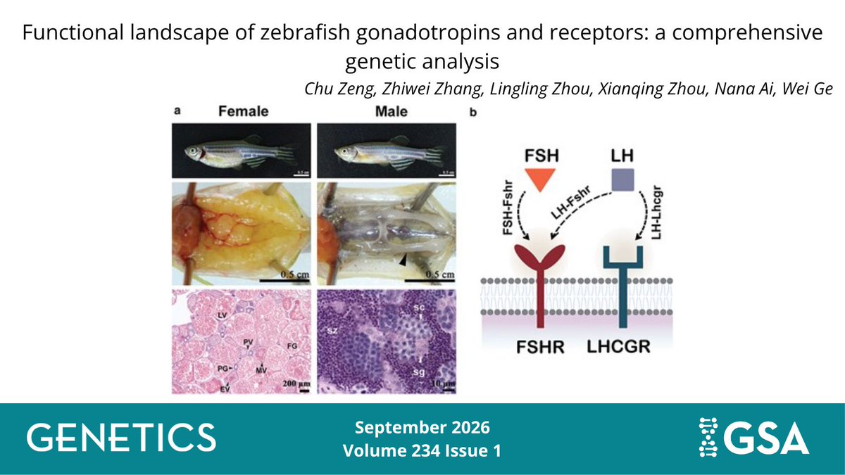 GeneticsGSA's tweet photo. The September issue of #GENETICS is live now!
It features a comprehensive analysis of double, triple, and quadruple mutants of gonadotropins and their receptors to describe the roles of #gonadotropin signaling in #zebrafish reproductive function. 🐠
🔗 https://t.co/taGTBGrK3C https://t.co/NGSp4iOGRT
