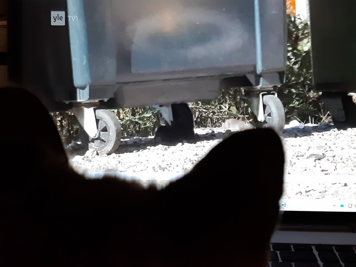 IPurssila's tweet photo. Rotta tv:ssä. https://t.co/pcL1KDvVhF