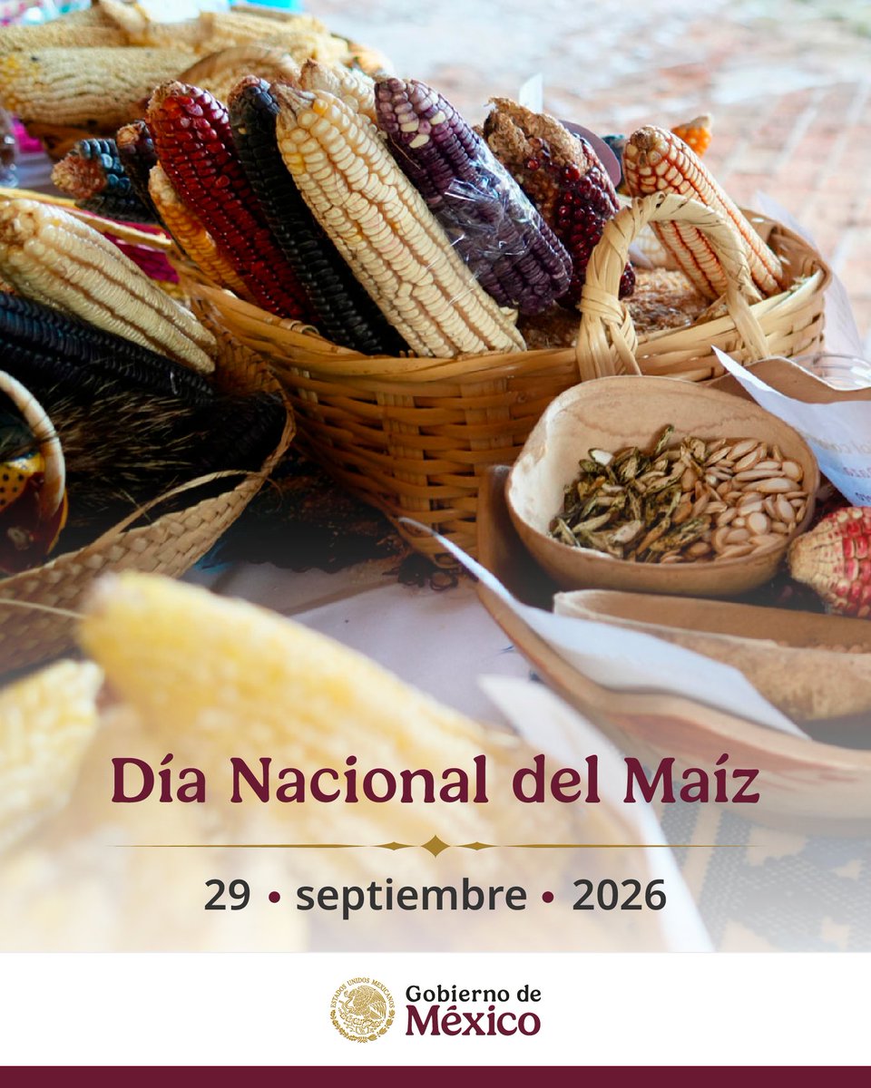 GobiernoMX's tweet photo. El Día Nacional del Maíz celebra la identidad milenaria de México, así como el trabajo de mujeres y hombres campesinos que mantienen vivas las semillas. El programa El maíz es la raíz impulsa la conservación, producción, transformación y comercialización de nuestros maíces nativos.

La reforma constitucional a los artículos 4 y 27 garantiza la prohibición de maíz transgénico en esta nación soberana.