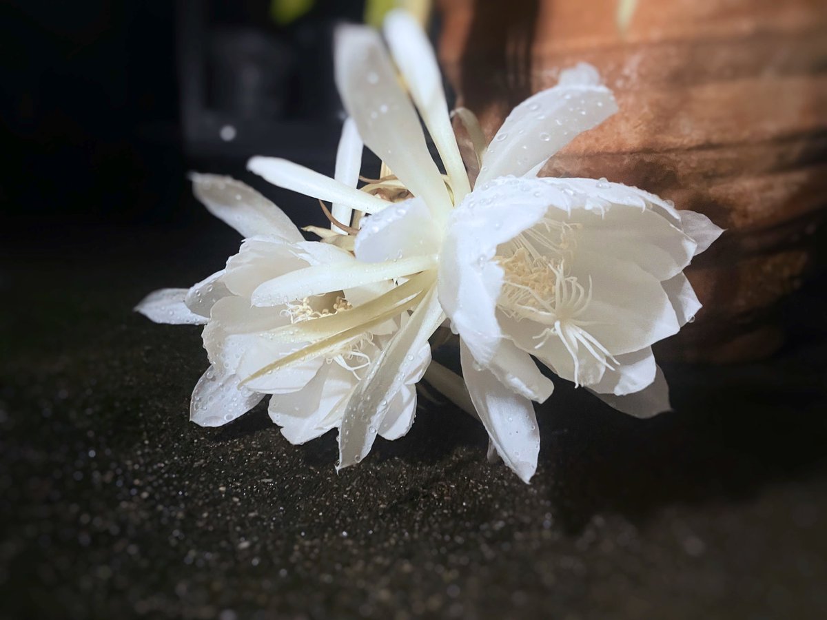 istasaaan's tweet photo. 毎年開花を見逃されがちな我が家の月下美人。今年は無事観花 https://t.co/9Xi8d2U7pA