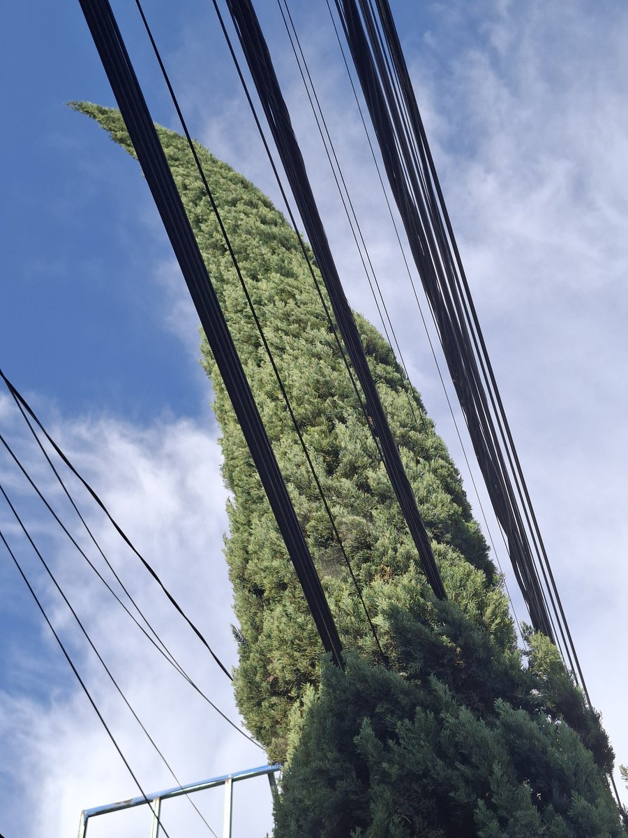 edgarcuevas's tweet photo. @Adolfo_Cerqueda Como puedo solicitar la poda un arbol que ya alcanzo los cables. Esta en Bosques de Aragon. Graciss https://t.co/lkmIkZPnrX
