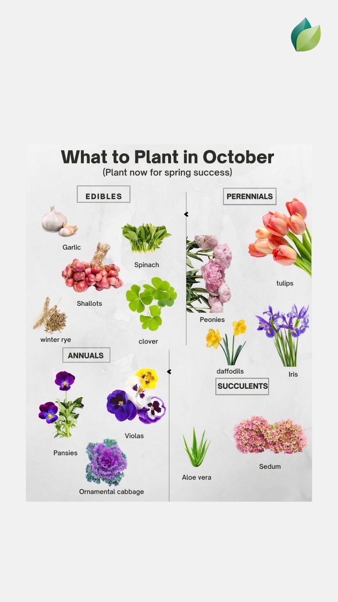 easygrowapp's tweet photo. What to plant in October! 🍂 Garlic, tulips, peonies, pansies &amp; more.
Download Easy Grow app now!
#FallGarden #OctoberPlanting #EasyGrowApp https://t.co/URjpEgkZBX