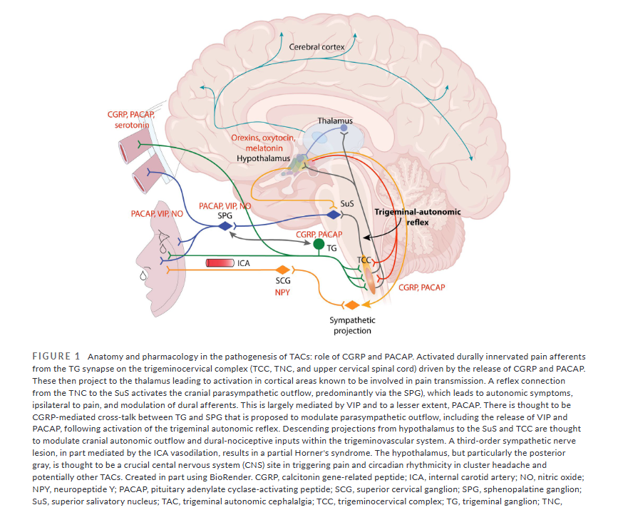 HeadacheJournal's tweet photo. Open Access:
What's after #CGRP in #headache treatment? 🔬
From #PACAP & #endocannabinoid pathways to sex-informed targets like #prolactin & #orexin-2 signaling, a new review explores the next therapeutic targets
@AdriDp96 @petergoadsby @FredCohenMD
📖: https://t.co/BNVlhnl0yc https://t.co/KqFhOXF3DF