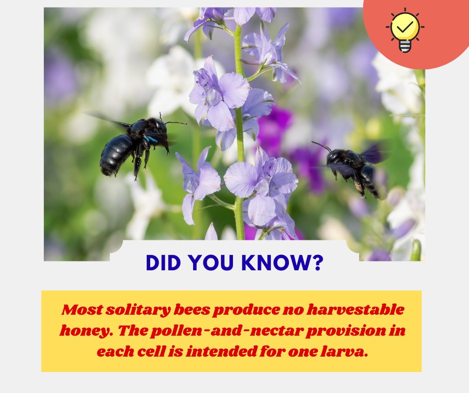 BeeKeepingStudy's tweet photo. Do you know that most solitary bees produce no harvestable honey. The pollen and nectar provision in each is intended for one larva only.

#BeeFacts #groundbees #solitarybees #beekeepingstudy https://t.co/vwNug6DqF5