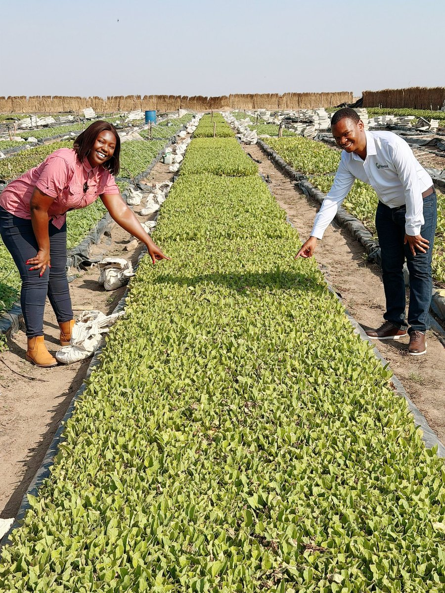 agribusiness211's tweet photo. At Kutsaga having discussions with Dr Kashangura Senior Plant Breeder  on:

1.Tobacco varieties to counter drought conditions

2.Transplanting around mid October as a strategy to counter the anticipated drought 

3.Sweet potato varieties and vines at for commercialized production https://t.co/R13QfWUxxh