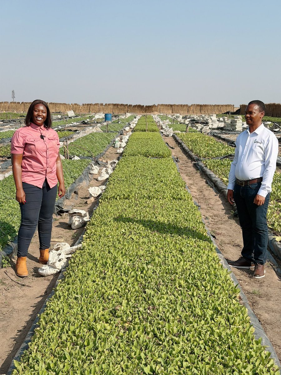 agribusiness211's tweet photo. At Kutsaga having discussions with Dr Kashangura Senior Plant Breeder  on:

1.Tobacco varieties to counter drought conditions

2.Transplanting around mid October as a strategy to counter the anticipated drought 

3.Sweet potato varieties and vines at for commercialized production https://t.co/R13QfWUxxh