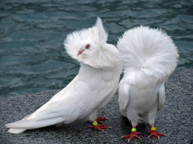 King72728282's tweet photo. Inspired by the jacobin pigeon https://t.co/oUiWRnCL9B