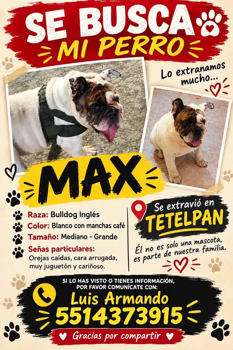 RescateAnimal's tweet photo. 🚨SE BUSCA A MAX🚨
Si lo haz visto llama al 5514373915. https://t.co/CaastOlTz3