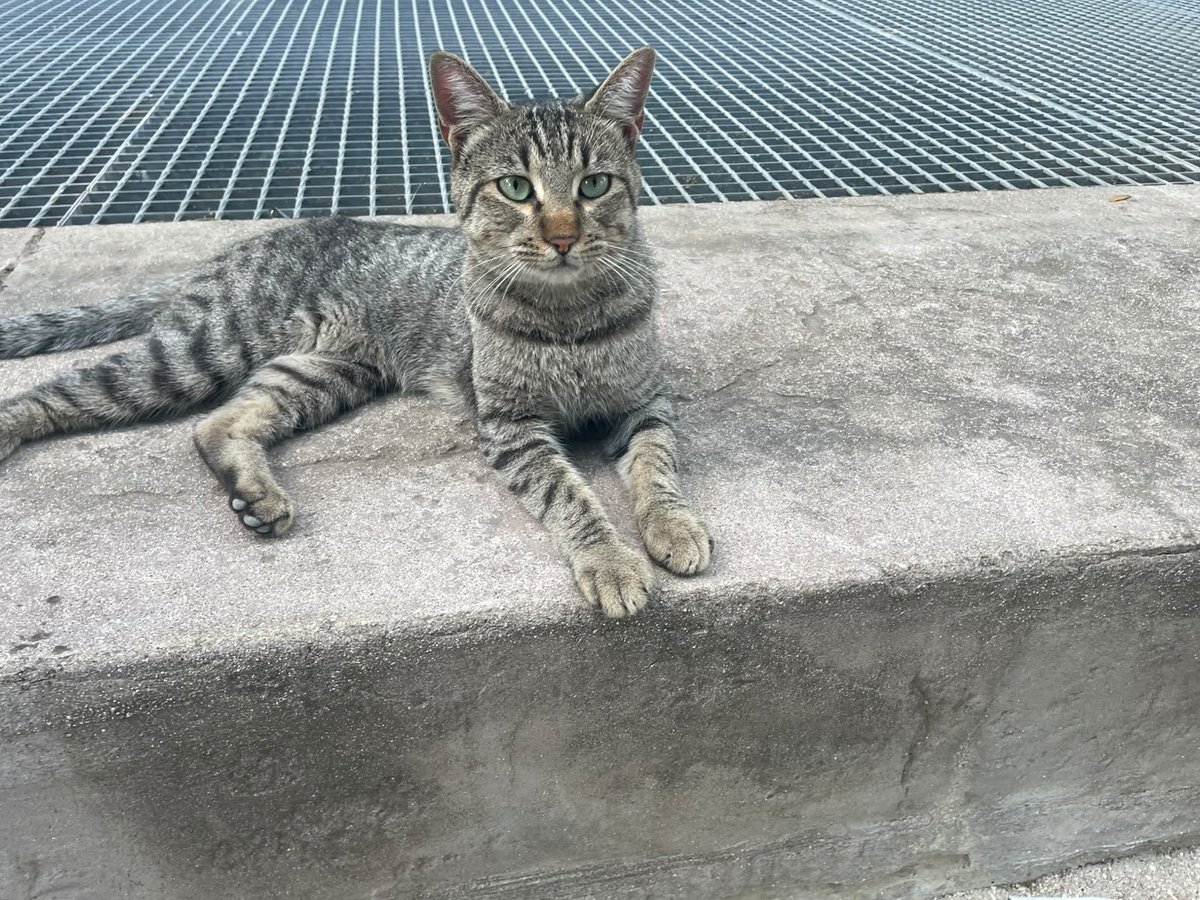SolDifunde's tweet photo. No recogido.

Contacto 625784415

En Cartuja #SEVILLA 

Macho sin castrar, muy cariñoso y sociable, delgado y joven.

#ADOPCION https://t.co/y97fLbGeci