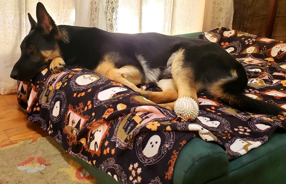 K9Garm tweet picture