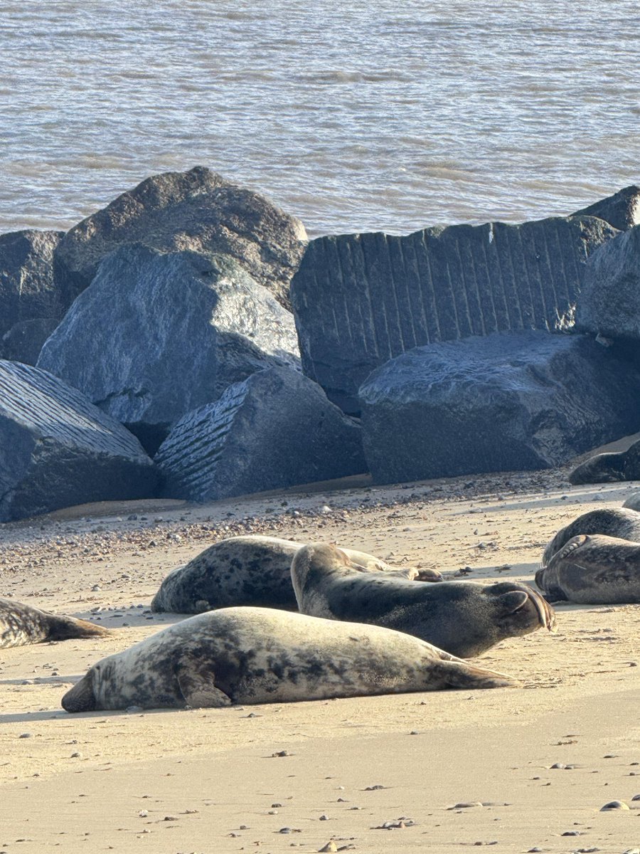Alessandra0542's tweet photo. Watching the sea when I suddenly spotted a seal. 🦭🌊 https://t.co/0Ao7BrnMh8
