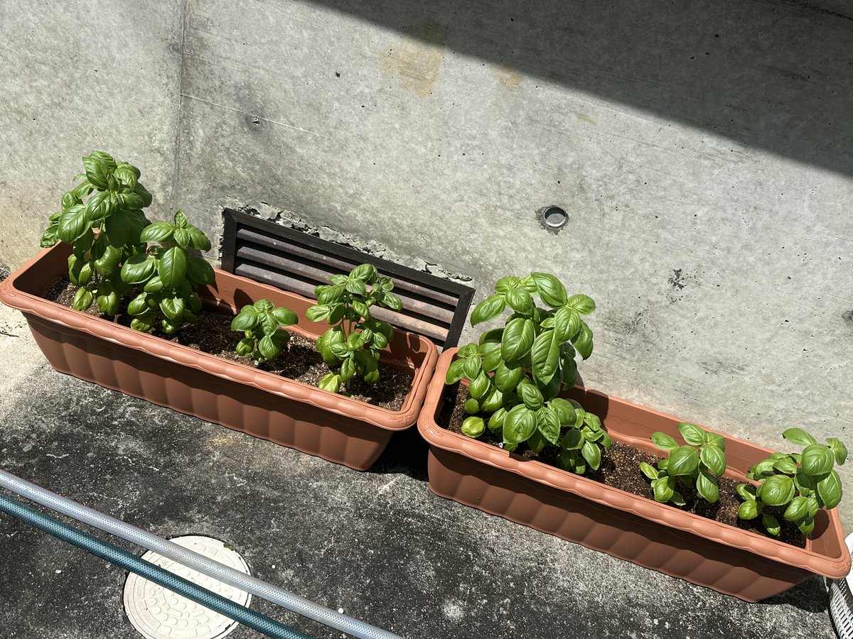 Sakura0346_VRC's tweet photo. あれから10日後🌱 https://t.co/ig3MNtFnAj