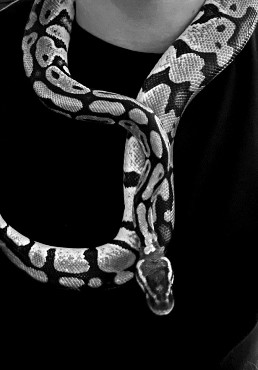 darkmortuary's tweet photo. Welcome  home,  Nox!   ▪️ https://t.co/Rk4xGc7Hta
