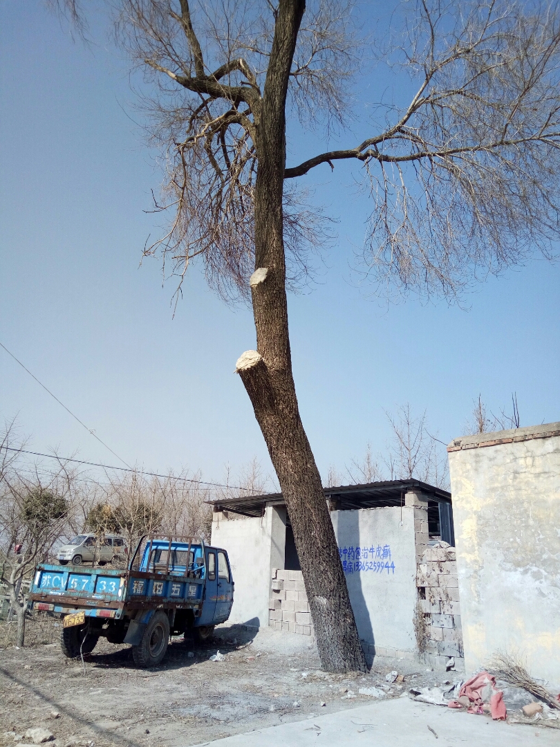 CarolPerryk2pg's tweet photo. The old locust tree stands tall by the quake-hit village, but the will to survive never falters—small acts of kindness will not be cut short. https://t.co/YlRv8fqNHn