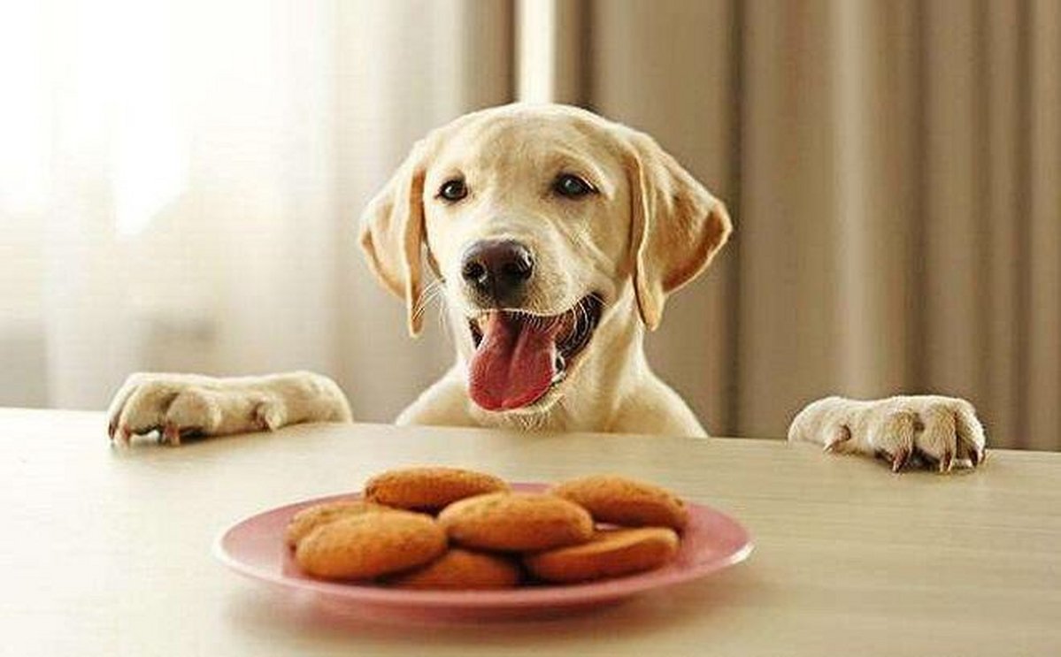 DesertPathwflh's tweet photo. The dog wants to把嚎肯 its favorite snack from the table right now! https://t.co/FdMkHTGfxj