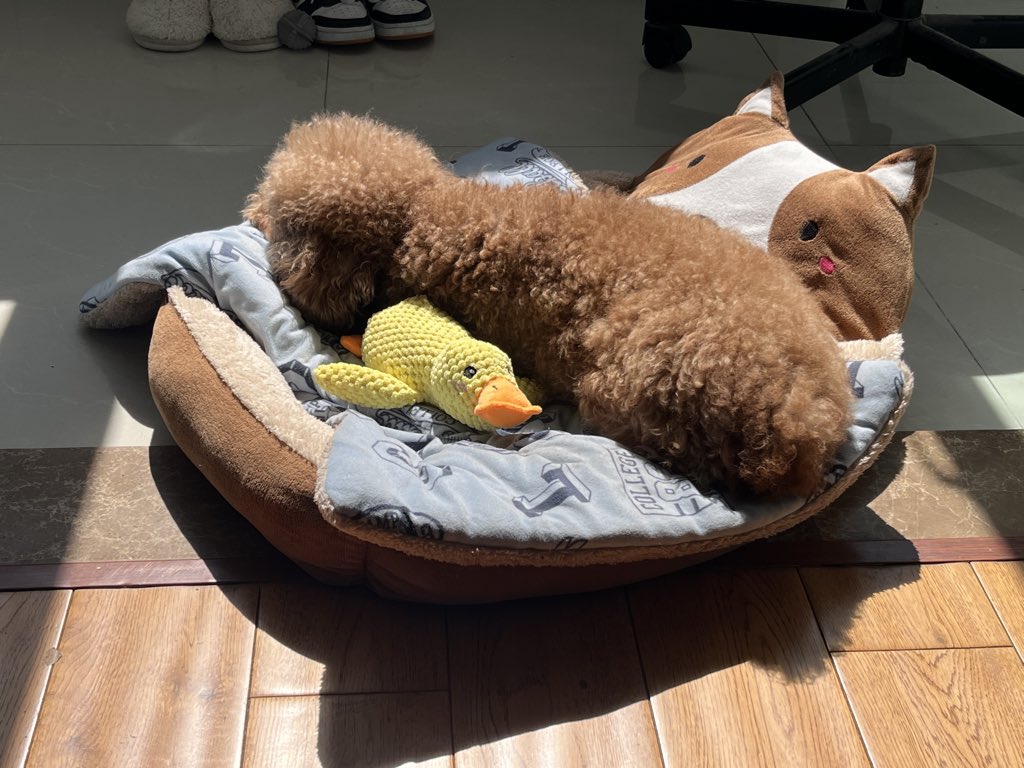 Daniel_zmyll's tweet photo. My little dog is sleeping comfortably with his favourite toy in the sunshine.
Life is such a beautiful thing.
You can also post your pet dog in the following comment’s section so that I can enjoy your dogs at the same time time.❤️ https://t.co/iwAJrNObDj