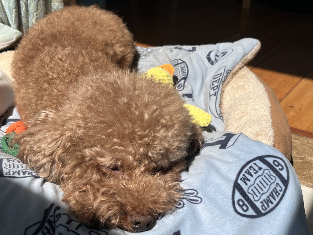 Daniel_zmyll's tweet photo. My little dog is sleeping comfortably with his favourite toy in the sunshine.
Life is such a beautiful thing.
You can also post your pet dog in the following comment’s section so that I can enjoy your dogs at the same time time.❤️ https://t.co/iwAJrNObDj