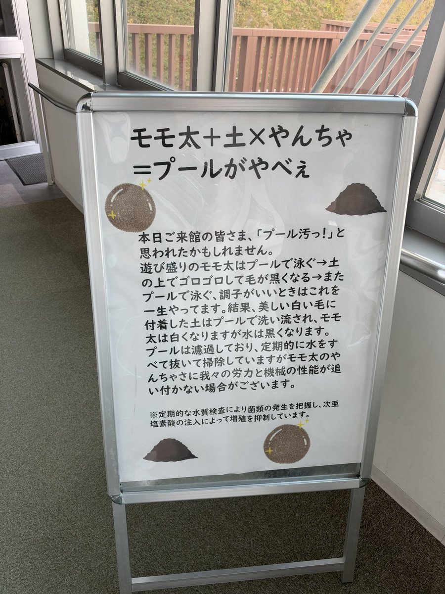 honobono_peace_'s tweet photo. やんちゃすぎるモモ太🐾🩵
担当さんが「小学校低学年の男子そのもの」とおっしゃる理由がこれです🐻💦

昨日の閉園間際に増えた掲示もおもしろい🤣
プールが汚れていても、それはモモ太が元気な証拠です❣️

(時間におさまらず1.5倍速です🎥)

#モモ太
#ホッキョクグマ #男鹿水族館GAO https://t.co/HQnfJ2IFE1