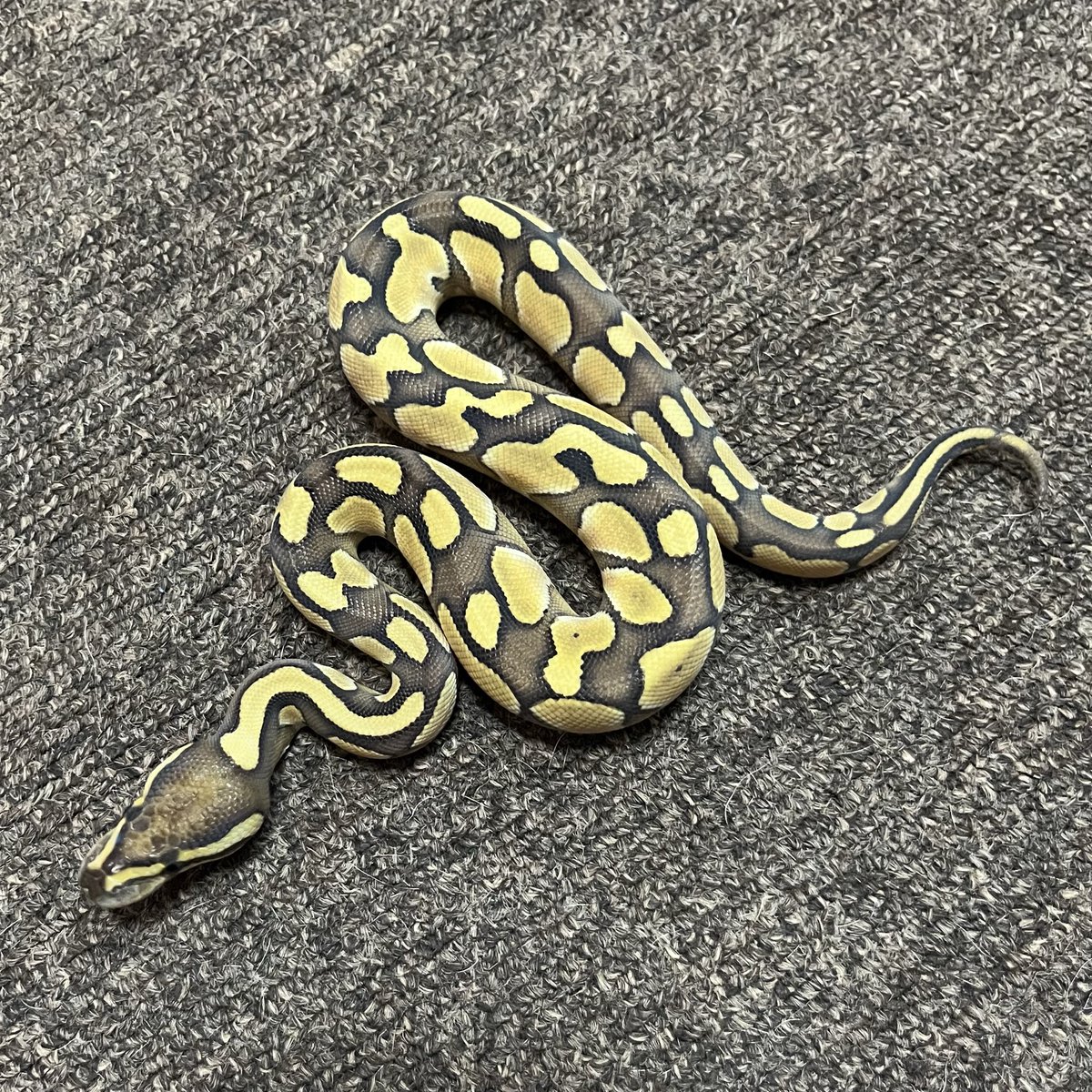 Ballpython_JP tweet picture