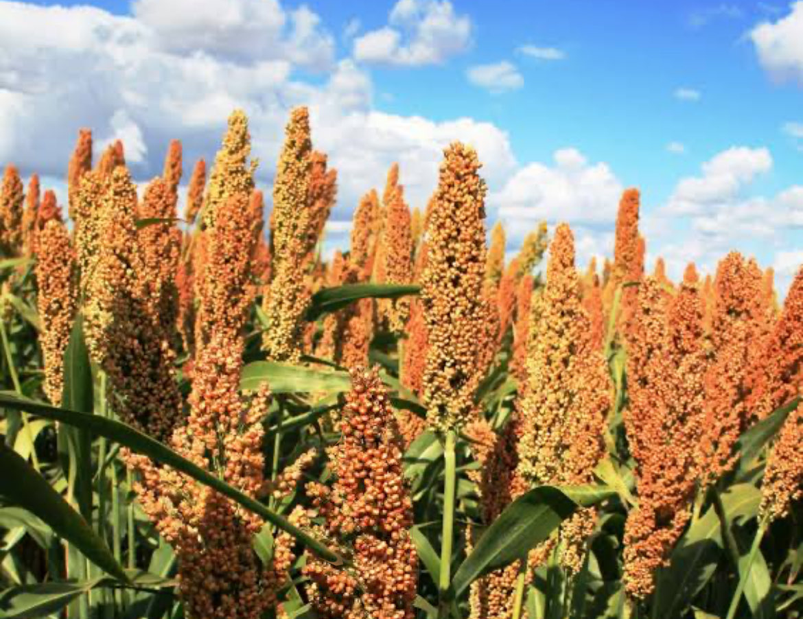 GiganteAgroa's tweet photo. En #Sinaloa ya se reporta escasez de semilla de #sorgo y #frijol de cara al ciclo otoño-invierno, con riesgo de encarecimiento y mayores costos de producción; algunos productores estarían optando por #maíz, donde la disponibilidad de semilla no presenta problemas. https://t.co/jZClKh9Vro