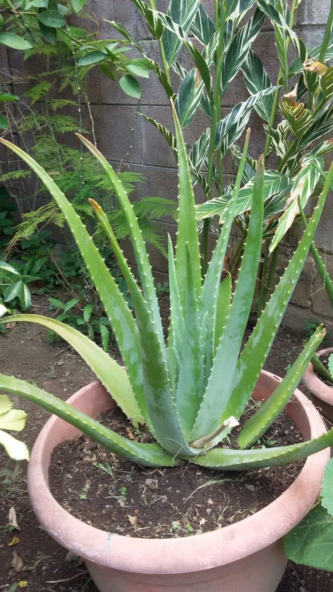 mosababdelrez's tweet photo. A little green corner to clear the mind and reset. ✨🌿
#PlantMom #GreenVibes https://t.co/OwN439ge8G