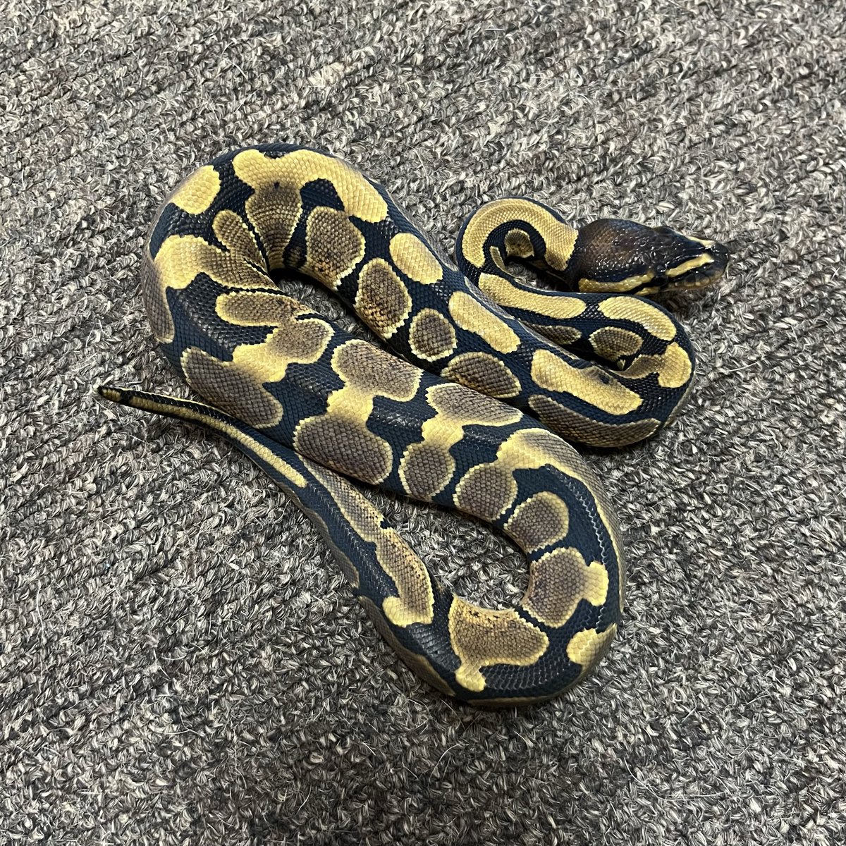 Ballpython_JP tweet picture