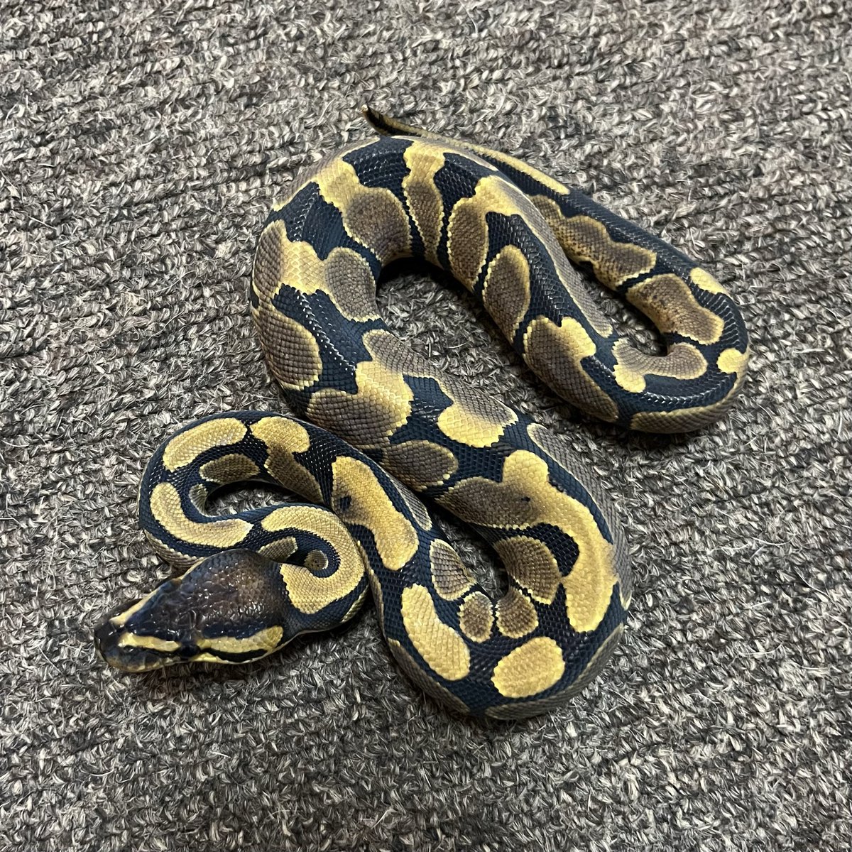 Ballpython_JP tweet picture