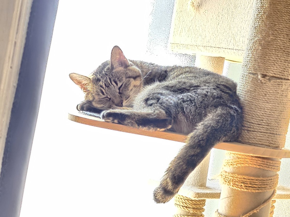 MaronNoShimobe's tweet photo. 今日も猫達のため仕事に行く https://t.co/R54CREyBWX