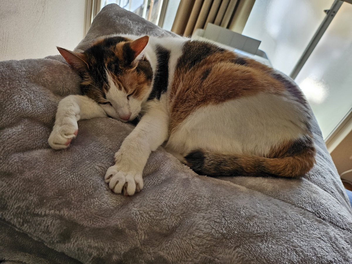 MaronNoShimobe's tweet photo. 今日も猫達のため仕事に行く https://t.co/R54CREyBWX