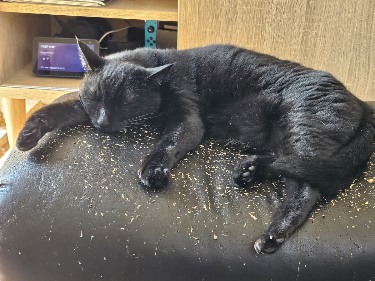 MaronNoShimobe's tweet photo. 今日も猫達のため仕事に行く https://t.co/R54CREyBWX