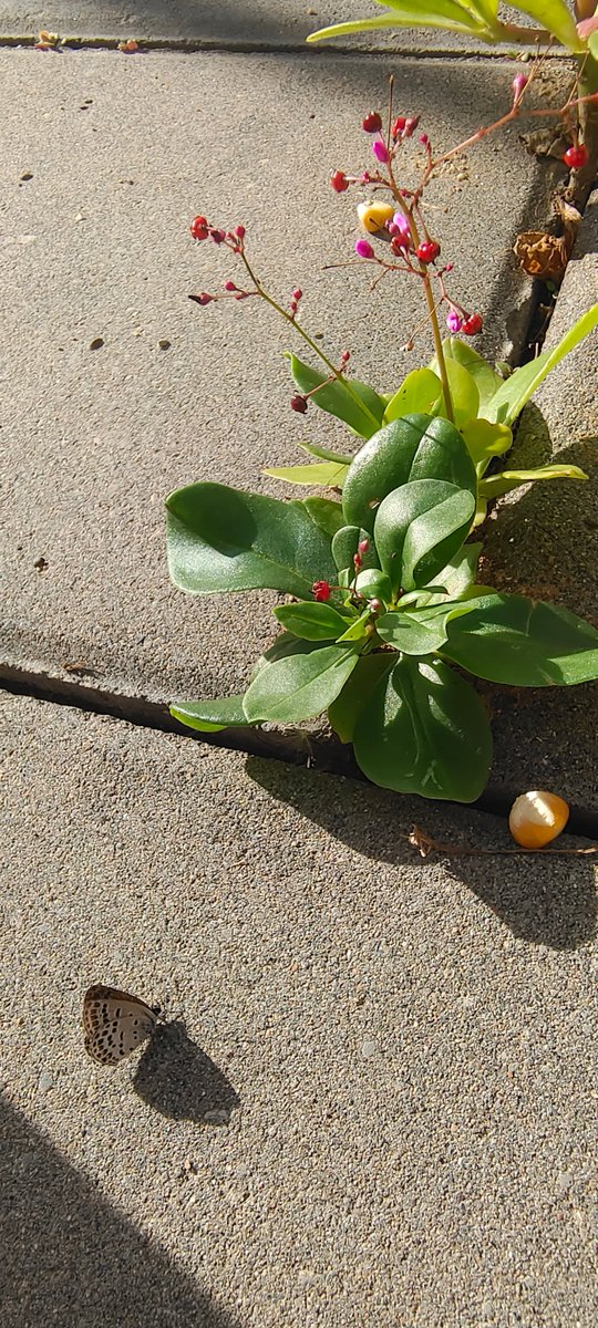 EFadhail's tweet photo. [In the hum of tiny insects, I unearth hidden stories, grow as a stone, and send gentle vibes across the world—every small thing matters.]， https://t.co/RF82TjBAGZ