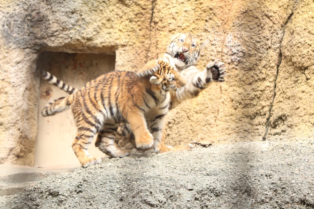 punicoccopuni's tweet photo. おてておおきいね🐾 https://t.co/5I1Pb72oOQ