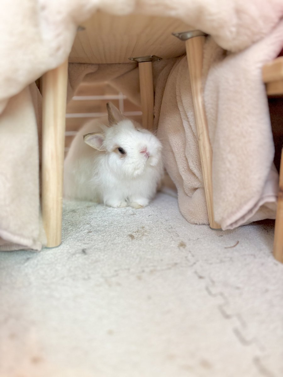 lifegodrabbi2's tweet photo. エアコン掃除屋さんが居る時のせちゃ

ぼくのおうちでなにしてるの…？ https://t.co/SuSEGbfRqk
