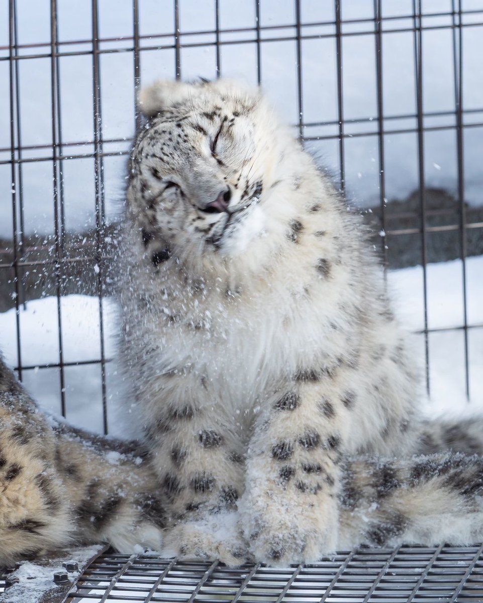 nerdyverz's tweet photo. fluffy baby https://t.co/sGwTI97c6U
