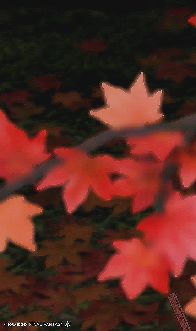 _mzmscha_'s tweet photo. ⋆

🍂🍁

#FFXIV | #FF14 |  #羽角普及委員会 | #SS | #アウラ | #FF14SS https://t.co/F6J4kYLO3i