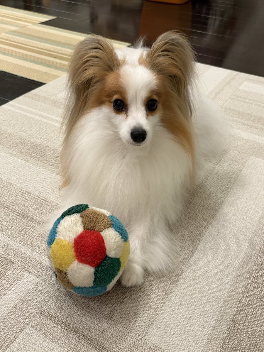 lopchip's tweet photo. ①「取れるもんなら取ってみな〜」
②「…取っていいよぉ？」

取られたくないけど取って投げてほしい複雑な心境 https://t.co/kBeu3DBIlN