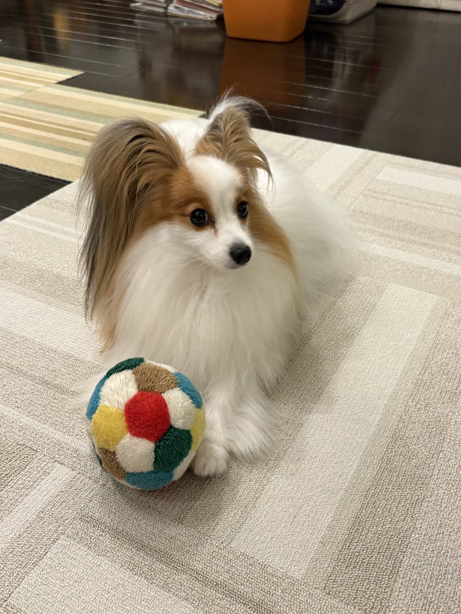 lopchip's tweet photo. ①「取れるもんなら取ってみな〜」
②「…取っていいよぉ？」

取られたくないけど取って投げてほしい複雑な心境 https://t.co/kBeu3DBIlN