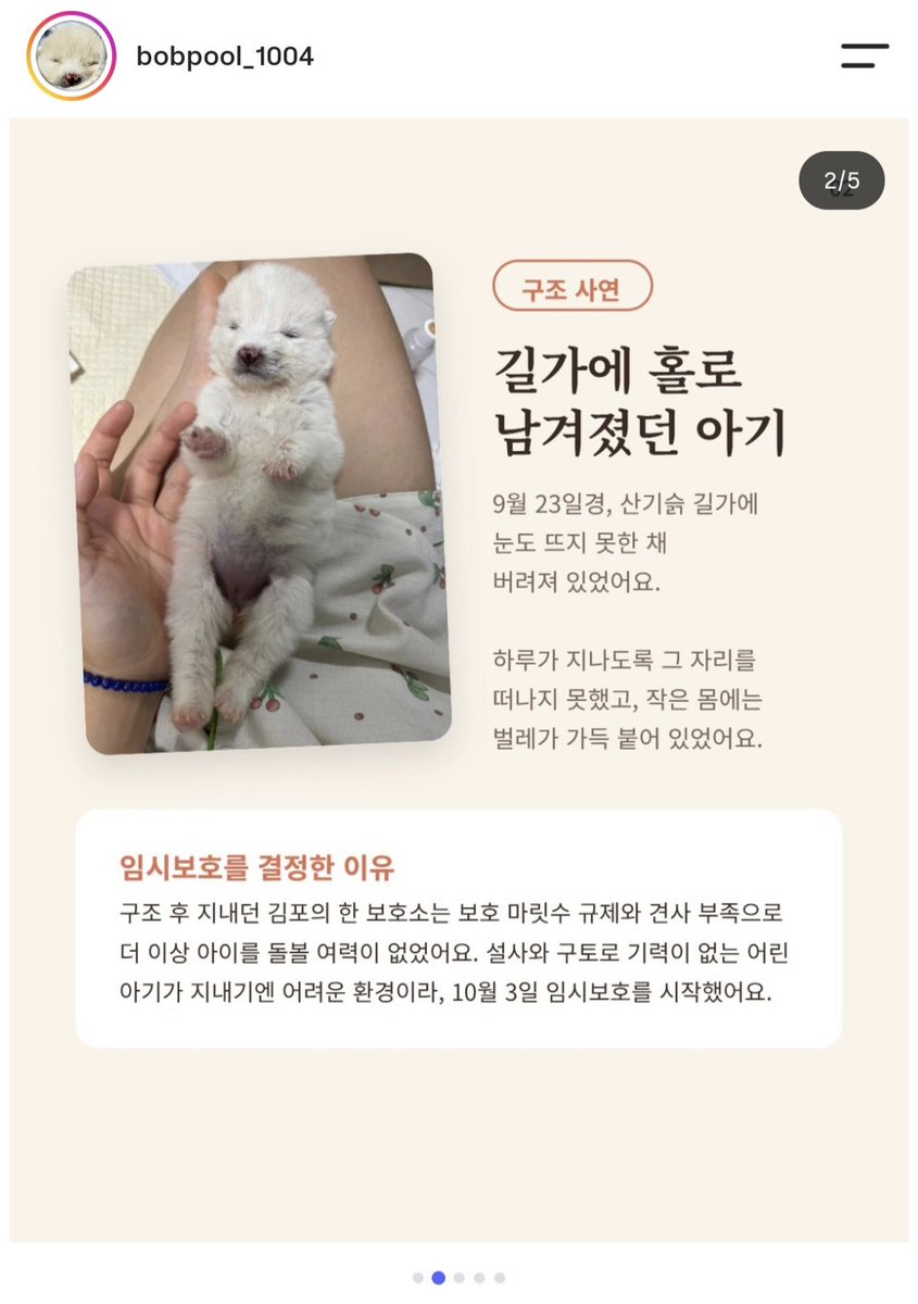 starhaedam's tweet photo. 지인이 임보중인 아이입니다.🐶🐶
후원 및 각종 문의는 게시글에 있는 인스타그램 주소로 부탁드립니다.🙏🙏
밥풀이를 위해 RT, 마음 뭐든 상관없으니 많은 관심 부탁드립니다!

#강아지 #강아지임보 #유기견 #유기견임보 #임시보호 #입양홍보 #후원 

https://t.co/pq7omcrblS https://t.co/qC4hxcfChC