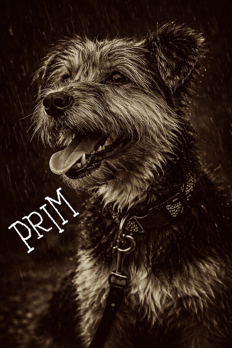 MozAnderson's tweet photo. Prim’s Official Statement
-I heard a suspicious noise outside at approximately 3:14 p.m.
-I barked 47 times.
-The threat, a UPS truck, eventually fled the scene.
-You’re welcome.
-Treats may be delivered directly to management.
#Prim #Yorkie #DogsOfX #DogsOfTwitter #DogLife #SmallDogEnergy