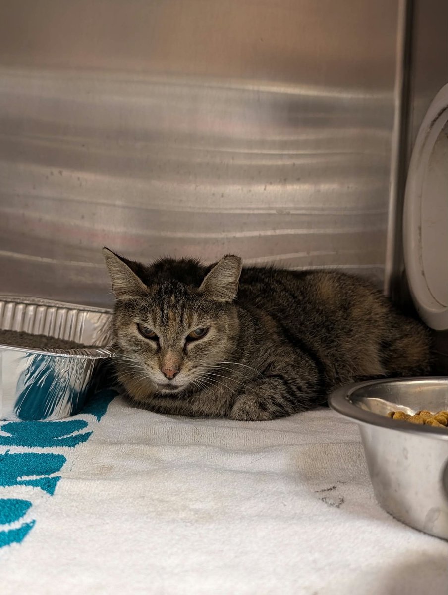 cobbkitties's tweet photo. RESCUE and PLEDGES or ADOPTER needed

NAME: 
COMBO STATUS: 
AGE: 4Y
SEX: Female
ID: 23081
CAGE: 640
IN SHELTER SINCE: 10/2/26
ADOPTION or RESCUE ONLY: Adoption 

If you can help, please call or email the Rescue Coordinator, Elizabeth George:

770-590-659… https://t.co/833OUKUC7t https://t.co/ZZAEvmiXSP