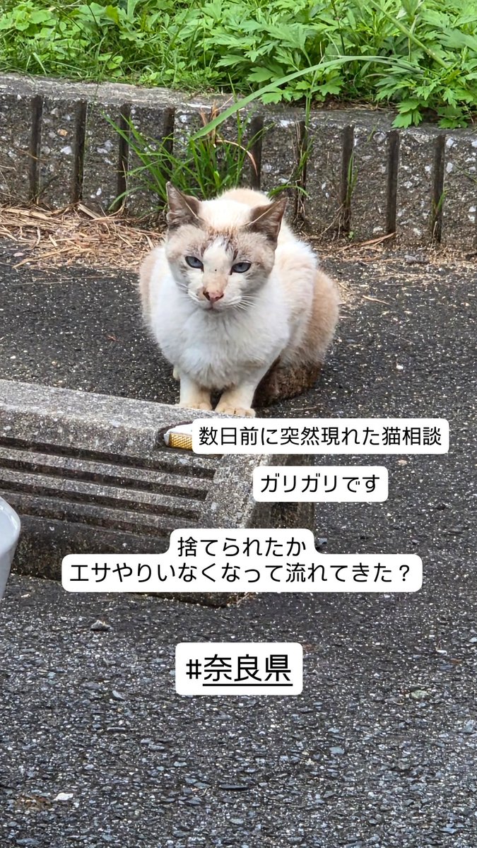 12to2y4's tweet photo. 奈良県王子町です

迷子なのか流れてきたかわからないけど慣れてる子です

近所の人も数日前から来てると知ってるぐらい目立ってます

エサ場はありません

駅が近いので車通りがおおいです

探してるとかないですか？
首輪なし。オス https://t.co/OALLtWTfrO