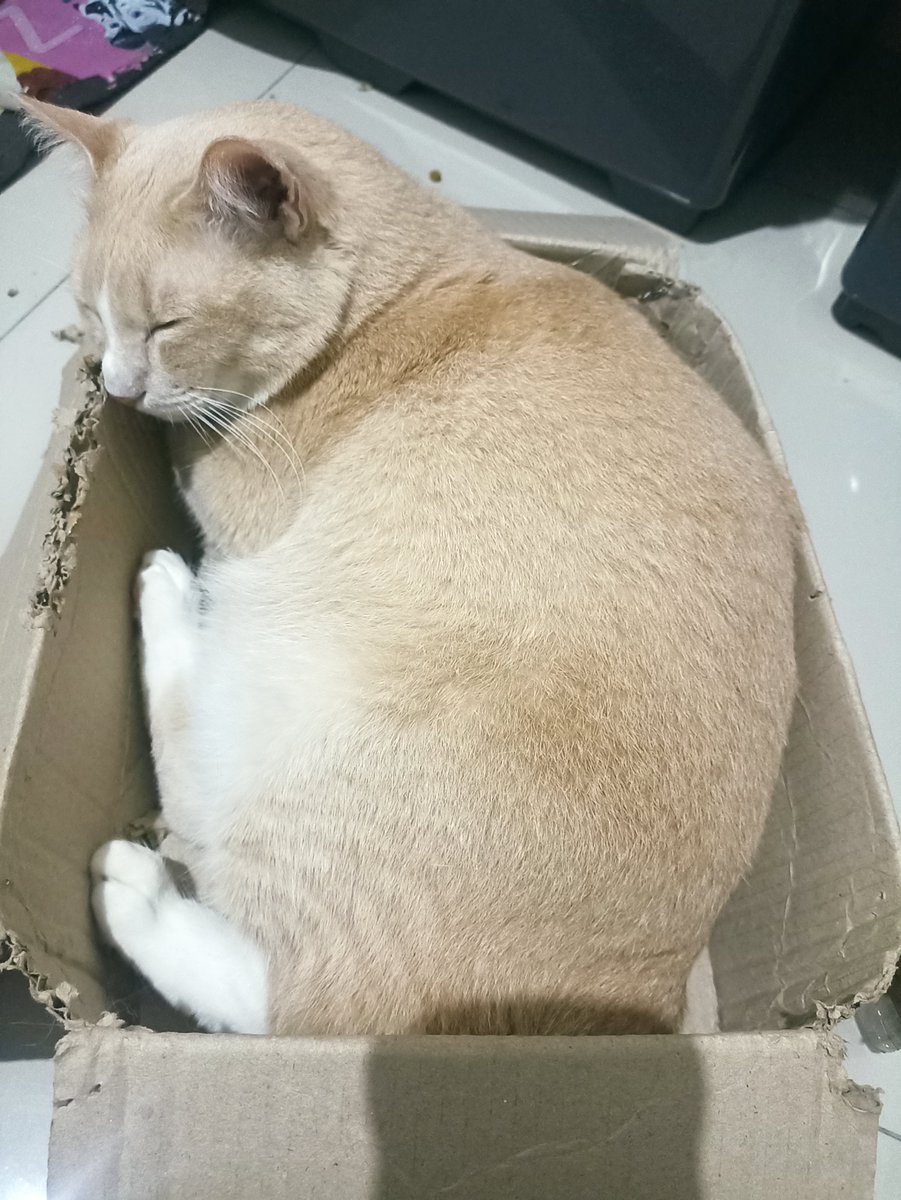 bagindutzoro's tweet photo. Kucingmu kalau bobo sepulen ini juga gak, sih? 🤤💤

Gmes banget pengen uyel-uyel! 🐱

❤️ Like | 💬 Comment | 🔁 Share | 📲 Follow

Kardus 📦
https://t.co/iUmSX2E64k  

Lainnya 👇🏻
https://t.co/GpTTT6zg3O 

#BagindutZoro #KucingPulen #Fyp https://t.co/V7s6cEM5Fb