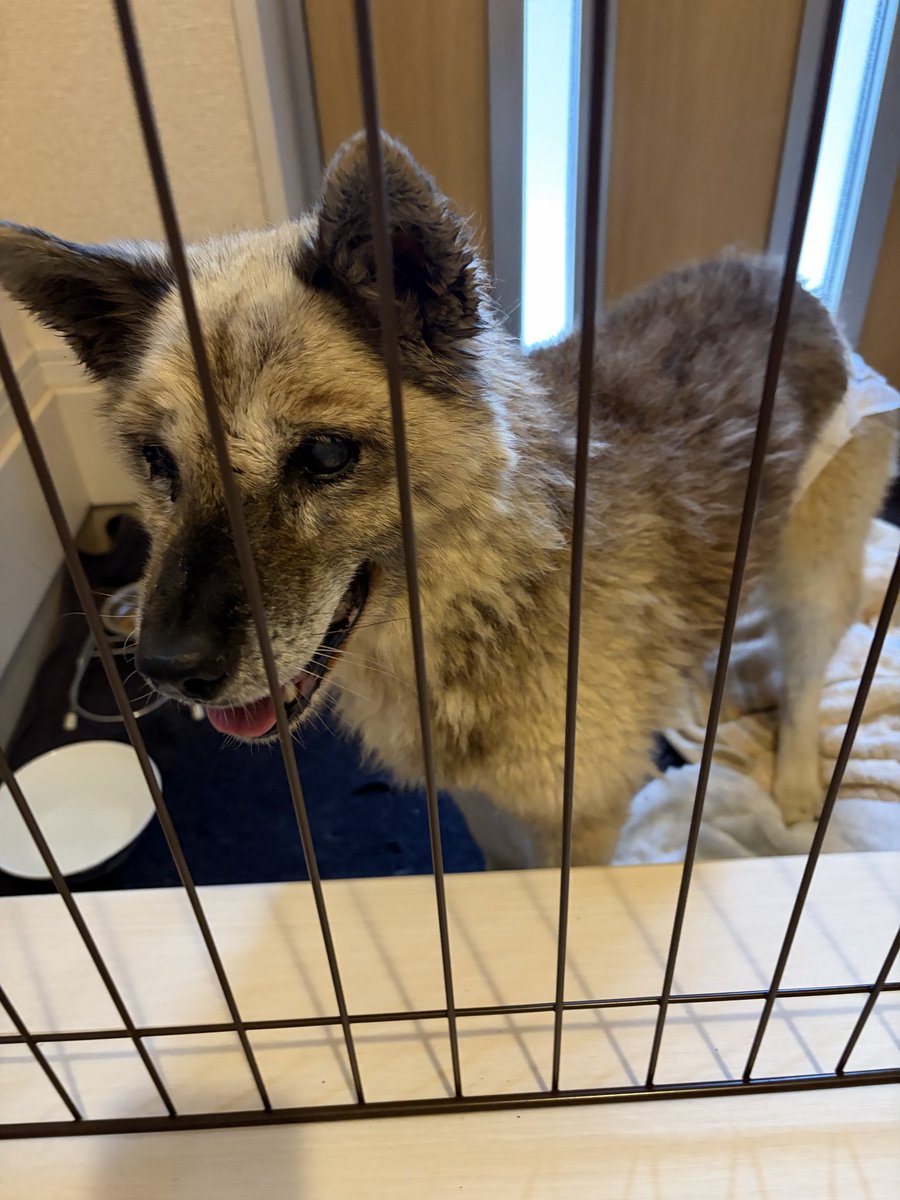saikinosyugosya's tweet photo. しばらく保護した迷子犬の投稿を連日上げよう。

探していると信じてる飼い主が見つかるまであきらめん。

日頃の投稿とは全く違うのでフォロワーさん減るかもしれませんが定期的に投稿します。すみません https://t.co/XCECEdjeiM
