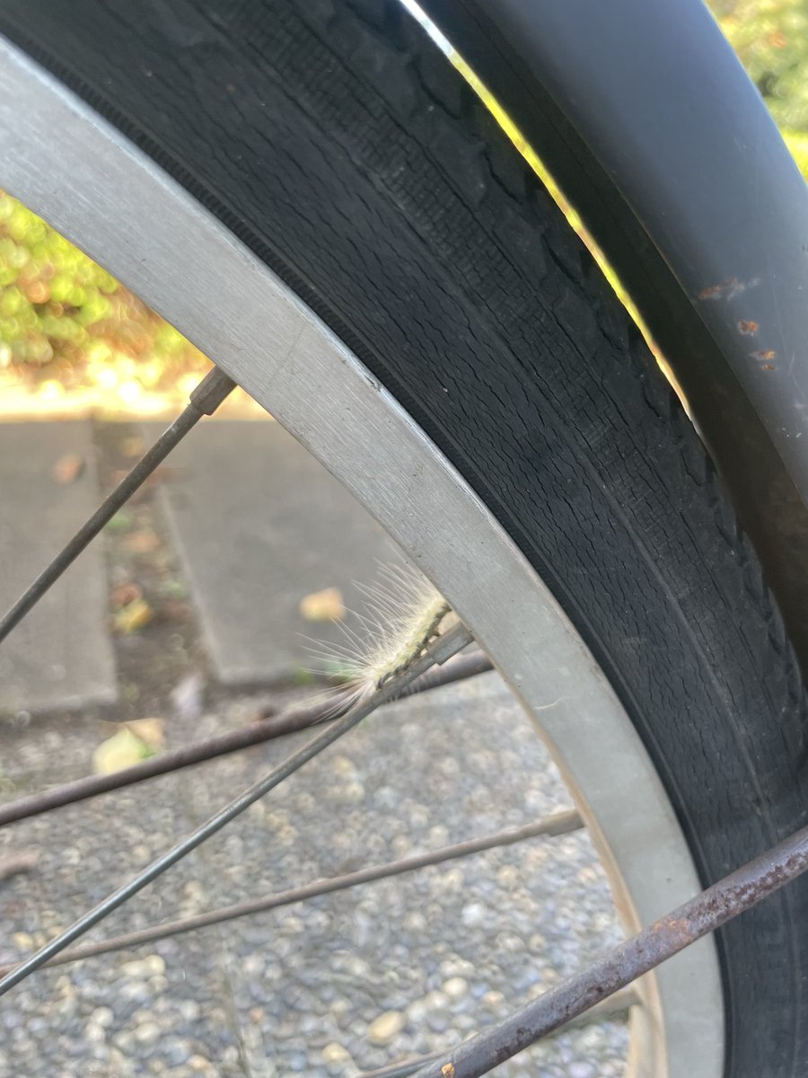 ryoting7's tweet photo. #虫苦手注意
ワイの自転車に登り始めるゲジゲジくん
ルートを間違えるゲジゲジくん
引き返して別ルートを辿るも結局なゲジゲジくん 
台風接近の強風に飛ばされて落ちたゲジゲジくん https://t.co/u3Pn09Xs66
